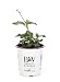 White Chiffon Rose of Sharon (Hibiscus) Live Shrub, White Flowers, 4.5 in. Quart