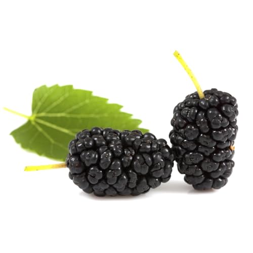 Genérico, Muda de Amora Gigante Portuguesa 20 a 40cm AMK - Plantas Online