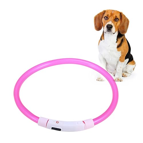 Collier LED en action lors d’une promenade nocturne