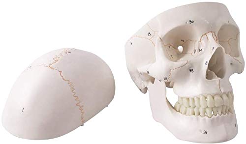 Amazon.co.jp: 人類の頭蓋骨解剖モデル、3部品、正常大、骨縫い線付き