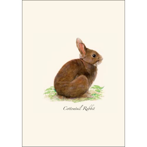 Image of Earth Sky + Water - Cottontail Rabbit Notecard Set - 8 Blank Cards with Envelopes
