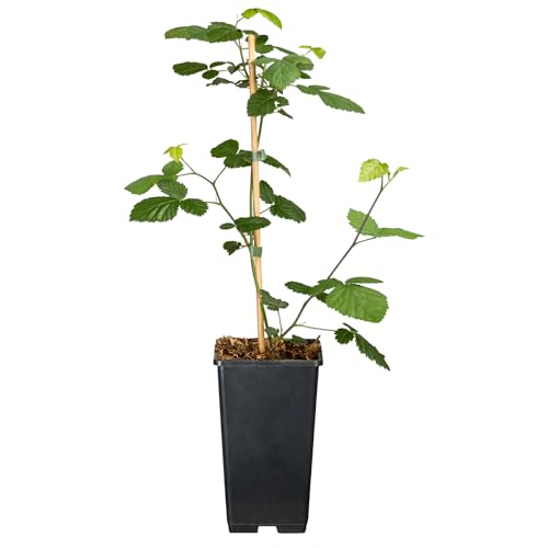 Garten Schlüter Brombeere 'Loch Ness®' (dornenlos)