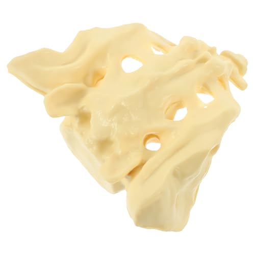 Sacrum anatomique en PVC lavable pour la pratique médicale