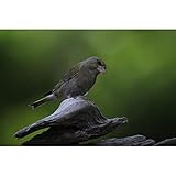 Omegon B00ERNIV66 lato 3