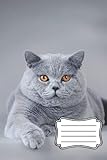 british blue cats for sale scotland  British shorthai cat composition notebook for kids, teens, students and cat lovers: British blue cat journal with plenty of lined, blank pages to provide space for creative self-expression