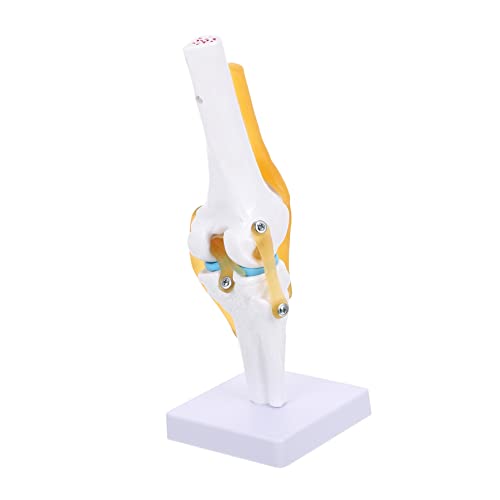 Modèle articulation du genou 1:1 pédagogique pour démonstration