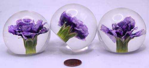 Image of 60mm Real Purple Carnation in Crystal Clear Lucite Resin Ball January Birth Month Flower Anniversary Wedding Engagement Valentine Mother's Day Gift Botanist Herb Paperweight Display Decor Collection