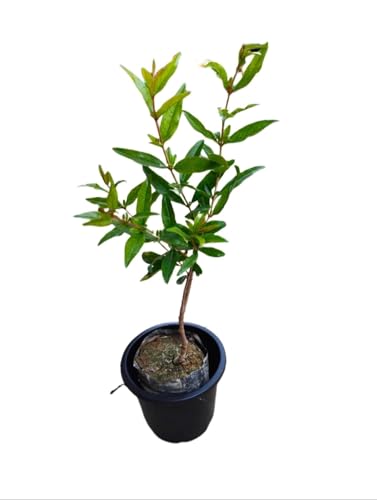 Image of live plants (ANAR FRUIT PLANT)