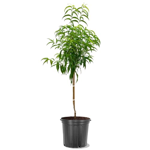 Red Haven Peach Tree, Freestone,...