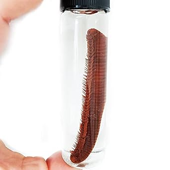 BicBugs Millipede Preserved Wet Specimen
