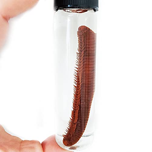 BicBugs Millipede Preserved Wet Specimen