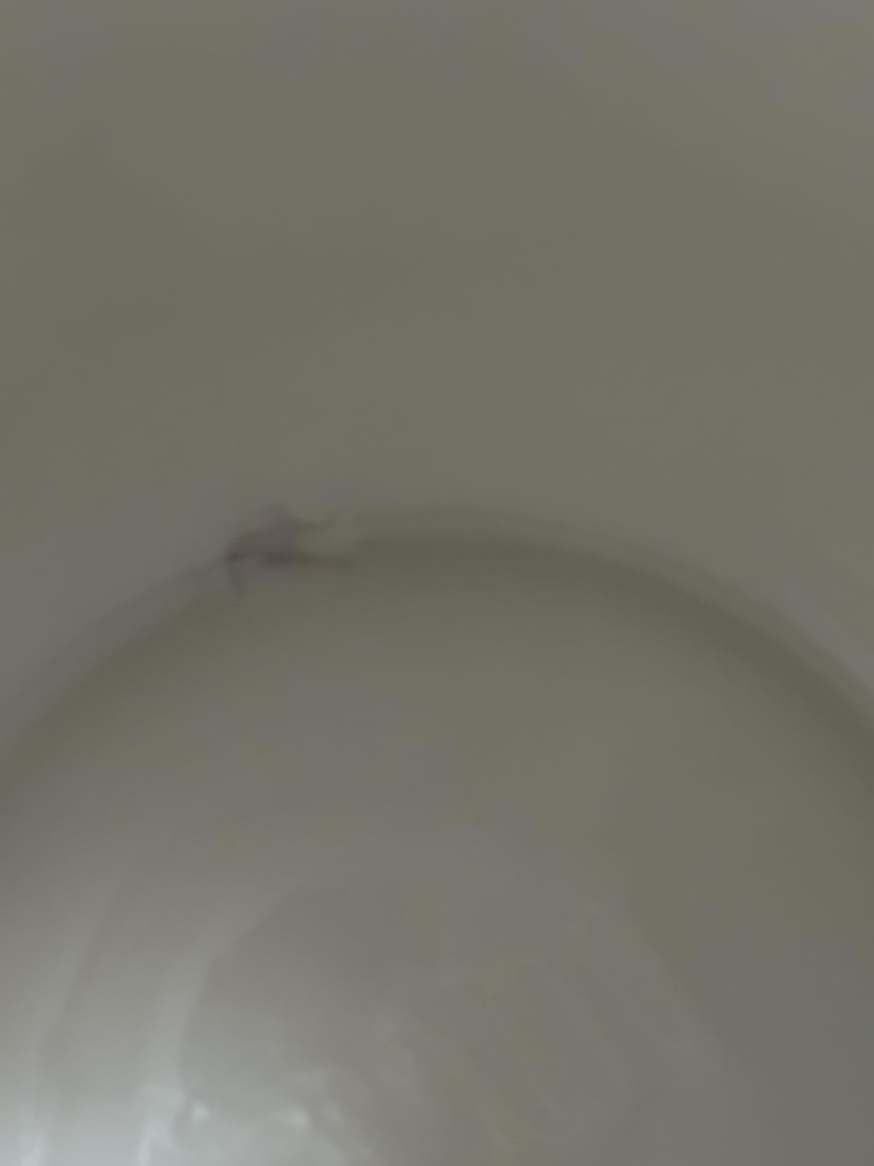 Customer photo of the Fermentation Crock, 7L
