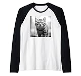Scottish Fold Cat Cinématographique en noir et blanc Manche Raglan