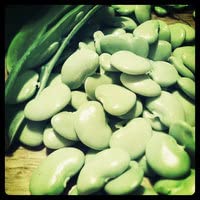 FORDHOOK 242, LIMA BEAN (100 Seeds),Phaseolus Lunatus - AAS winner