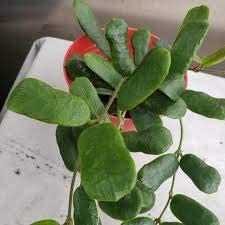 The Plant Paradise Hoya Rotundiflora Plant for Indoor & Outdoor Decoration with Plants-image-11