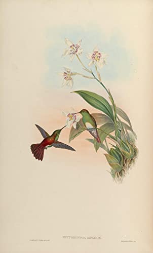 Affiche toile Erythronota Edwardi par John Gould impression d'art portrait d'oiseau 60x90cm
