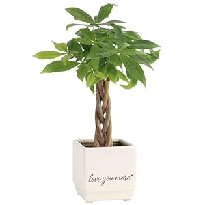 Costa Farms Money Tree Live Plant | 8-10 Inches Tall | Easy to Grow Indoor Houseplant in 2.5 Inch Cute Planter | Live Bonsai Home, Office, or Room Decor | Gardening, Birthday, and Housewarming Gift