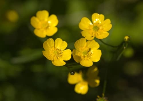 RP Seeds Ranunculus acris (Meadow Buttercup) - 100 Seeds. British Native Wildflower.