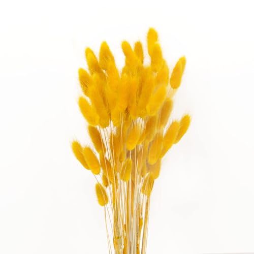 JKDHJK 50 Pcs Herbe De La Pampa Fleurs Séchées Ne Se Fanent Jamais Fleur Sechees Décoration Naturelle Boheme Fleurs Déco Anniversaire Décoration Mariage Décoration Maison (Jaune Moutarde)
