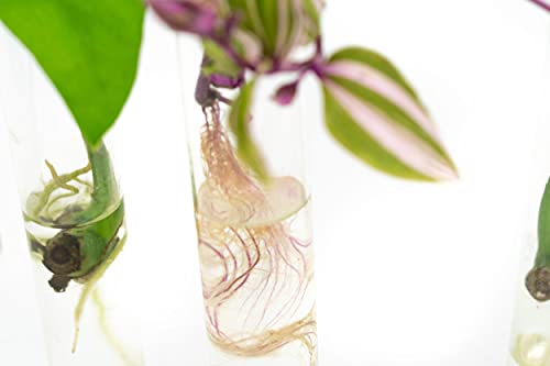 Propagation Tubes | 3x | Met Random Cuttings - Afbeelding 5