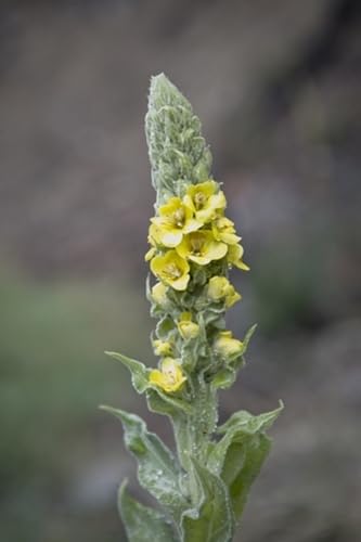 RP Seeds Verbascum thapsus (Great Mullein) - 250 Seeds