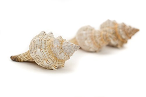 Nautical Crush Trading Conch Shell Decor - Seashell Decor - 3pk 4-5" Large Striped Fox Sea Shell - Shells for Decoration - Large Seashells for Crafts - Magic Conch Shell Room Decor