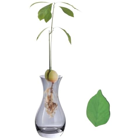 THINNGEN Avocado Seed Starter Vase, Avocado Growing Vase and Growth Record Self-Stick Note Kit, Acorn Vase Sprouting Seed Starter Pit Vase Cover