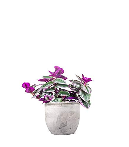 Tradescantia Nanouk Altezza 30 cm, Pianta Vera, Pianta da Interno, Vaso Artigianale in Cemento