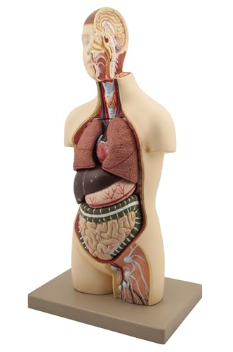 Half Life Size Human Torso with Head