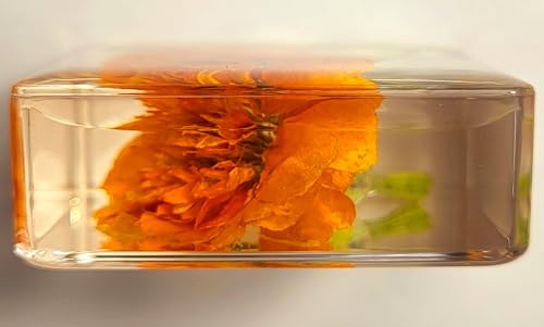 Image of 38mm Real French Marigold Flower in Crystal Clear Lucite Resin Specimen Botanist Herb Herbarium Tagetes Patula Collection for Botany Science Education & Desk Ornament Display Small Paperweight