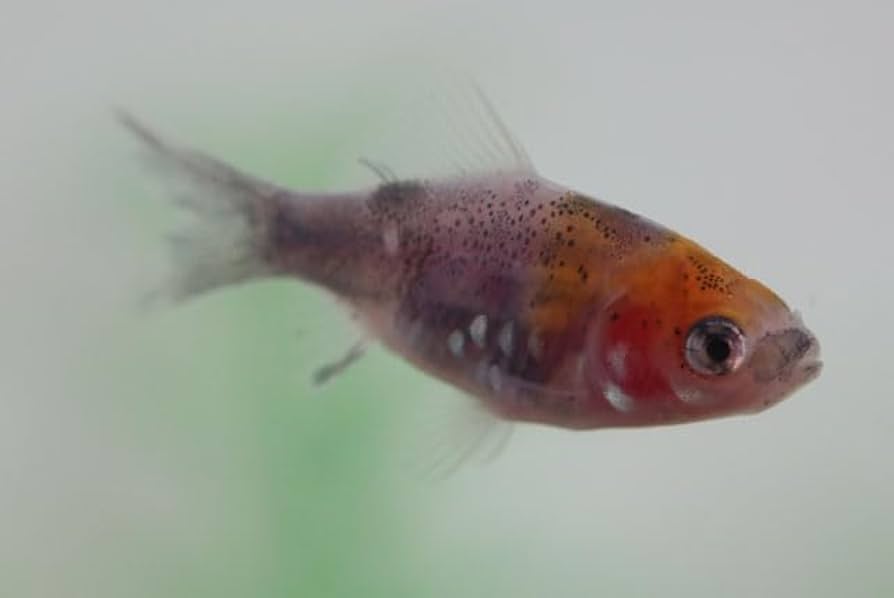 Amazon | （国産金魚）墨和金 当歳 5匹セット サイズ約3～4cm