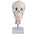 Doc.Royal Human 1:1 Size Skull with Cervical Spine Joint Simulation Model Anatomy