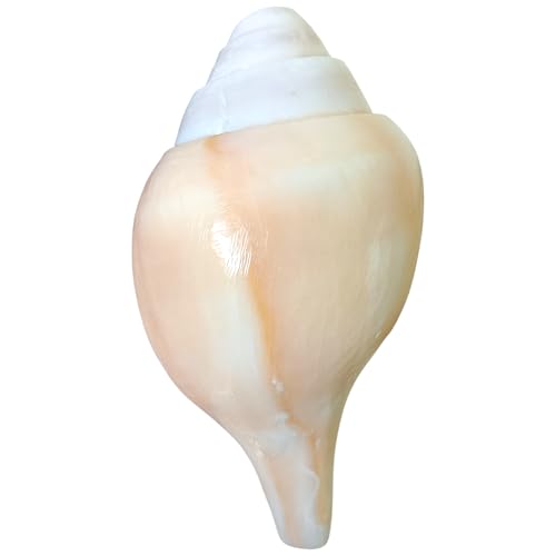Image of Divine Harmony: Jellybean Retails Vamavarti Original Loud Blowing Shankh|Conch For Pooja (Size Guarantee - Quality Matters)