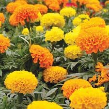Cracker Jack Mix Marigold 50 Seeds Bright Orange & Yellow Blooms, Heirloom Fast-Growing Flowers