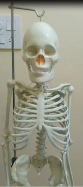 E-MEDI HUMAN SKELETON MODEL WITH STAND-image-19