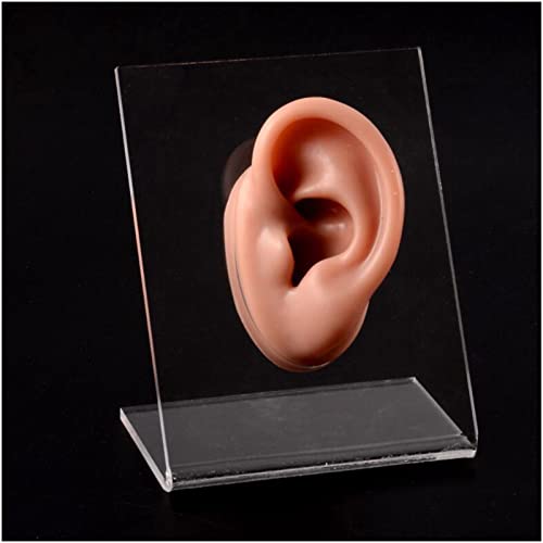 KZ55H 1 Stück Silikonohr Modell 1: 1 Professionelle Piercings-Praxis-Tools Wiederverwendte Ohrringe Displays Formen für medizinisches Haus Büro Unterrichtswerkzeug,Left Cover