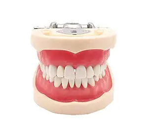 Healix Typodont or Typodent Study Model-Soft Tissue for Patient Education