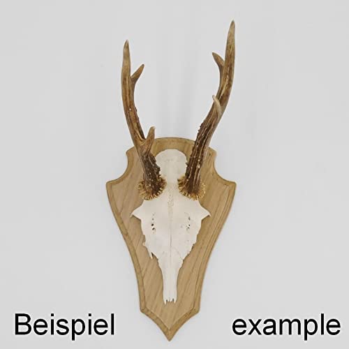 Generisch 10 Stück REH Trophäenschilder Spitz Eiche hell groß AF 22 cm x 13 cm mit 10 Stück Gehörnklammern, Trophäenbrett Rehbock