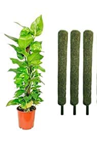 Trendygreens Moss Grass Stick for Climbing Money Plant, Indoor Plants, Housing Plants Support 3 feet (Pack of 3) (B0C18RYVT3) Amazon Price History, Amazon Price Tracker