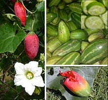 Buy Tindora - Kundru - Ivy Gourd - Coccinia Grandis - 20 Seeds - Cu 028 Online in India Buy Tindora - Kundru - Ivy Gourd - Coccinia Grandis - 20 Seeds - Cu 028 Online in India
