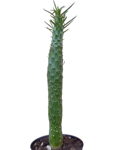 Senecio kleinia buteri pianta da collezione succulenta rara pianta grassa