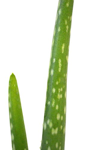 9Greenbox - Aloe Vera #TOP4