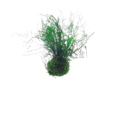 Suspension Kokedama Asparagus...