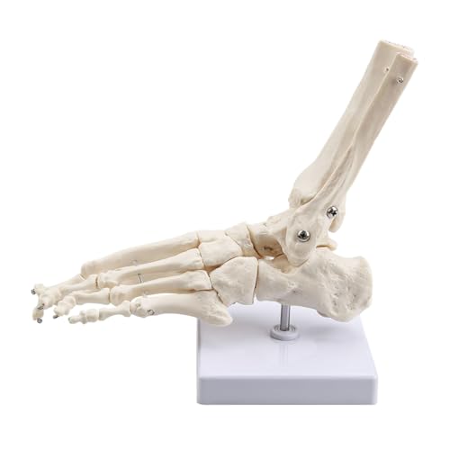 Image of Human Foot and Ankle Model Life Size Medical Anatomy Foot and Skeleton Model W /Tibia Fibula,Left,Fully Articulated for Medical Lectures & Science Study | W /Tibia Fibula,right,Fully Articulated for Medical Lectures ,Science Study and Decoration