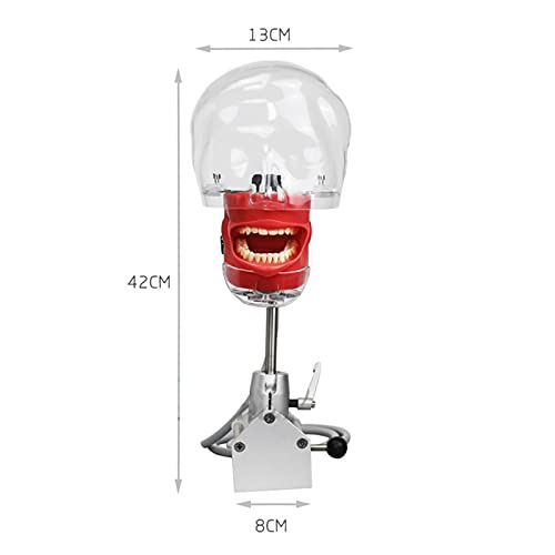 Tête de simulateur dentaire phantom robuste pour travaux pratiques