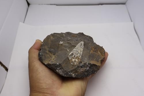 Image of Natural Orthoceras Fossil from Devonian Period Fossil from Morocco A306