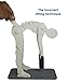 Didactica3d, Correct Lifting Model, Demonstration Figure, Anatomy (White)