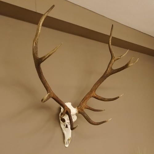 GTK - Geweihe & Trophäen KRUMHOLZ Rothirschgeweih ung. 14 Ender Hirsch Grafenwöhr Höhe 103 cm Stangen Hirschgeweih Geweih