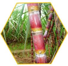 Sugarcane plant live Sugarcane Ganna Eekh Fresh Plant Stick Stems Set 1.5 FT Hight (5 Stick) (B0D3RY729T) Amazon Price History, Amazon Price Tracker