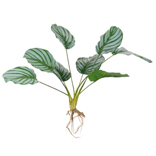 MOBUTOFU 䙉ʗt̓?^~ AfXNgbvptFCNO[vg CeAϗtA 蕨ɂ